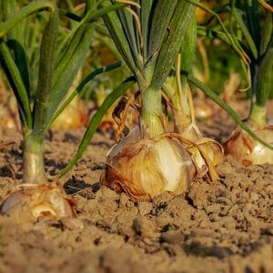 Zwiebeln onions+