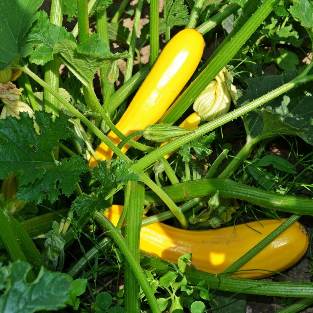 gelbe Zucchini+