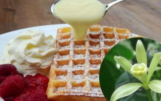 Warenkunde Vanille