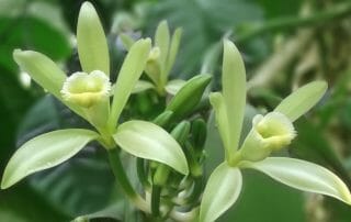 Wie wächst es Vanille