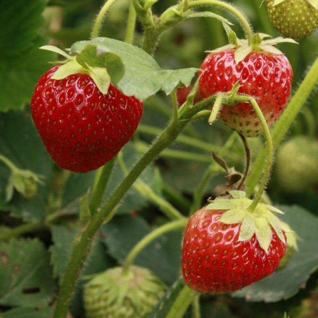 Erdbeeren