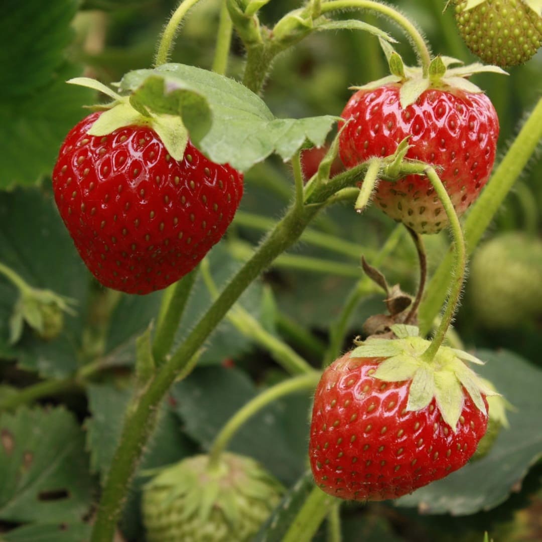 Erdbeeren+ Gib der Natur eine Chance