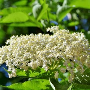 Holunderblüten