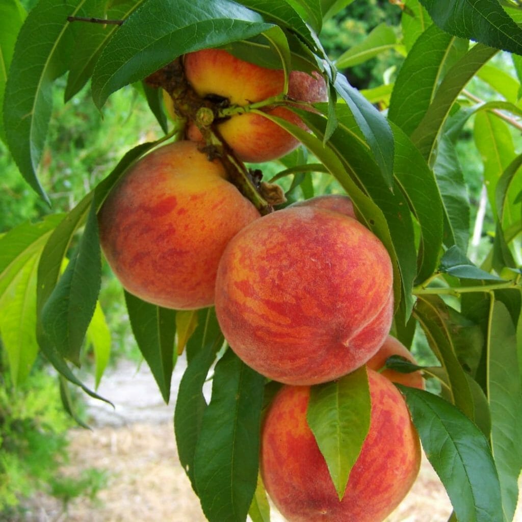 Pfirsich, europäische Ernte