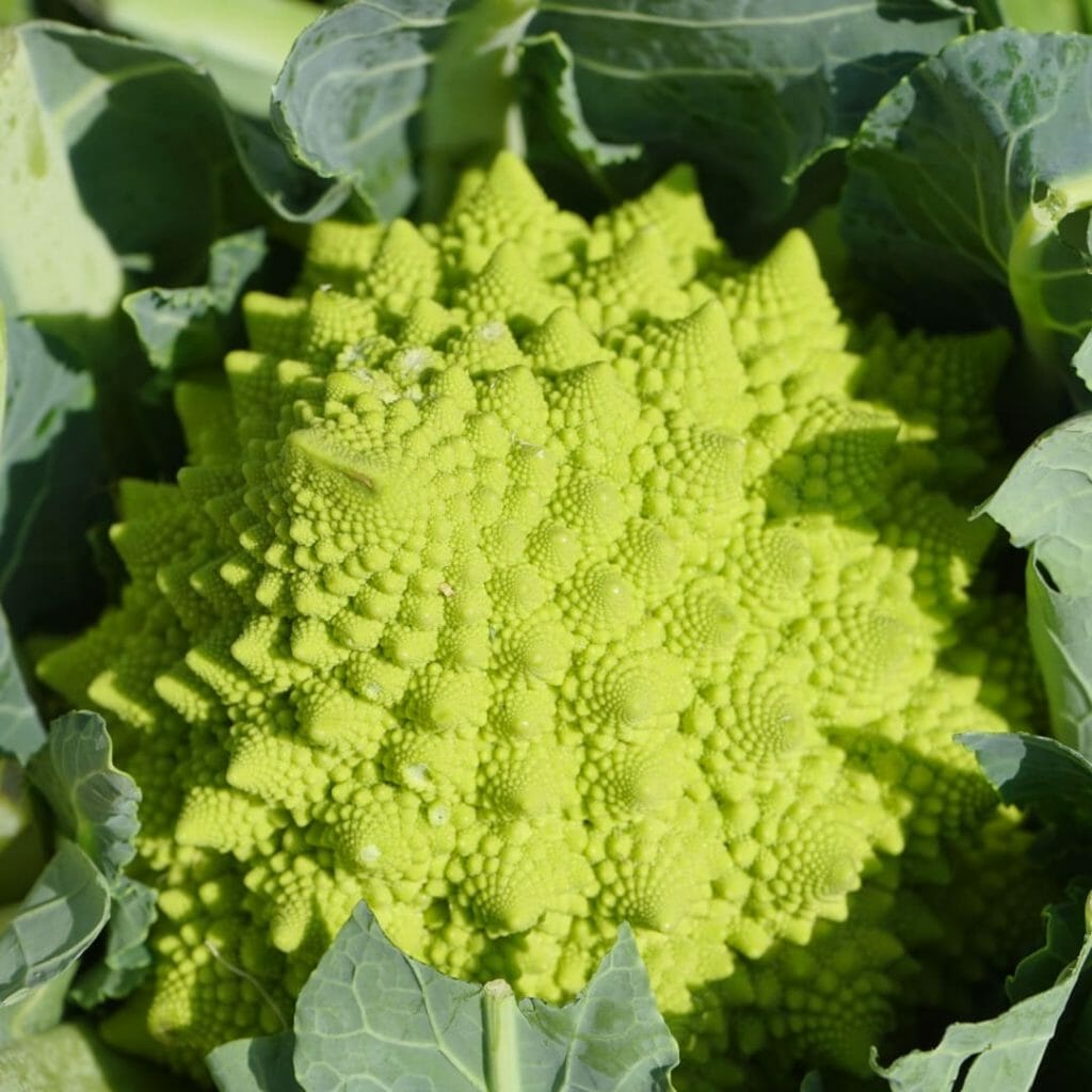 Romanesco