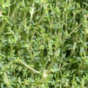 Thymian