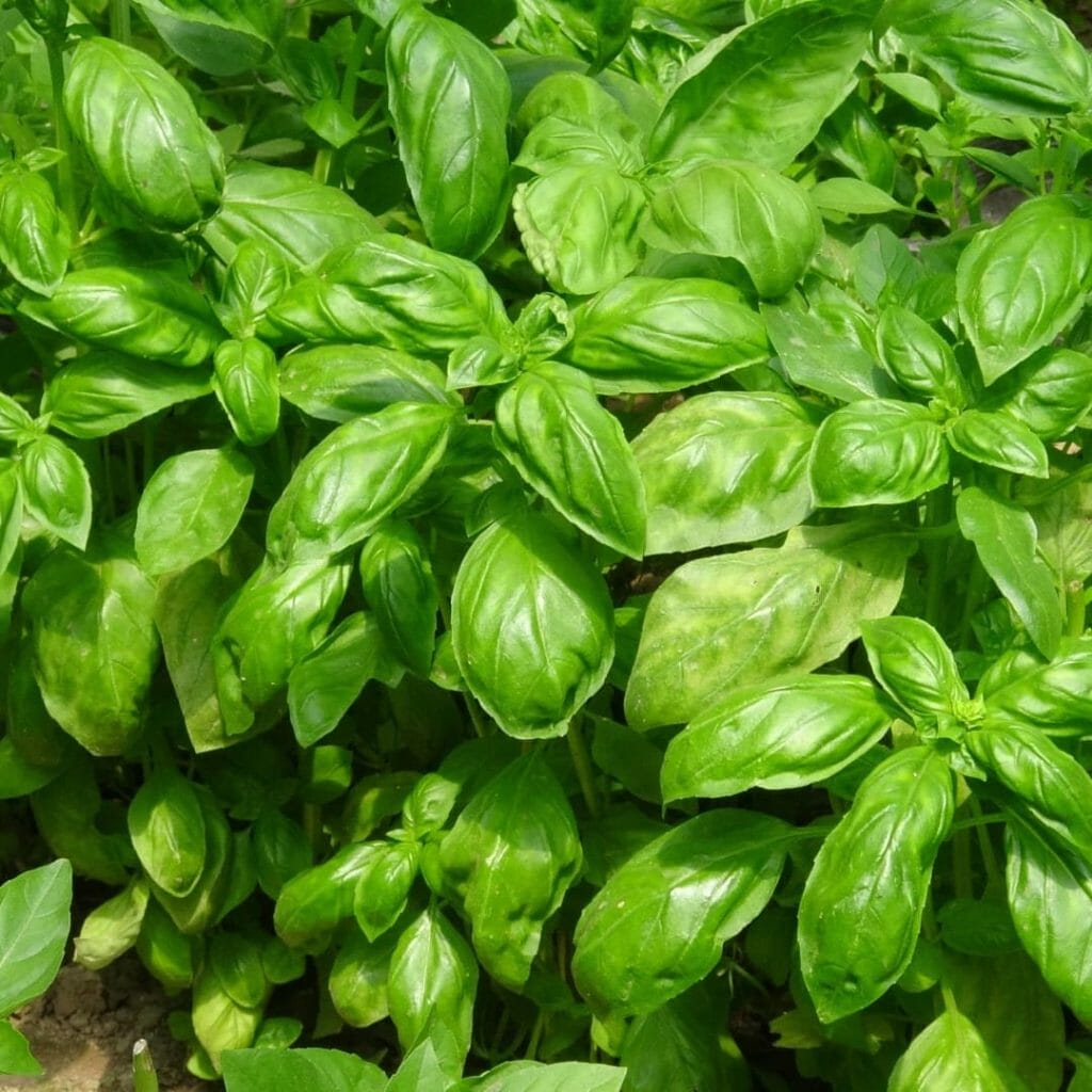 Basilikum