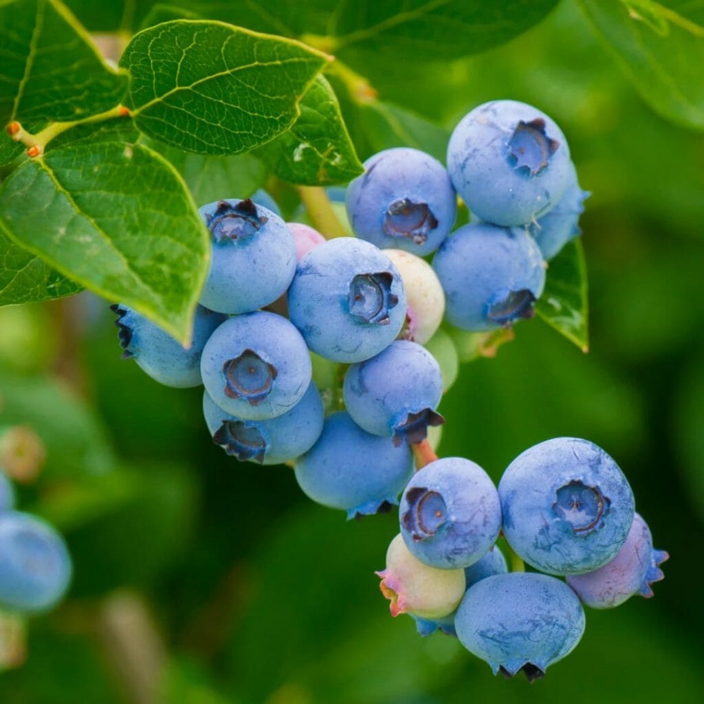 Blaubeeren