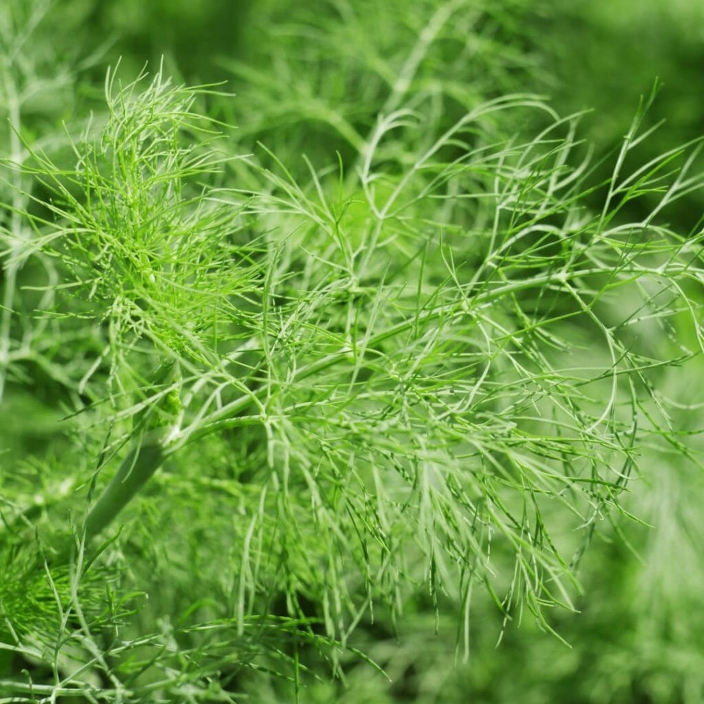 Dill