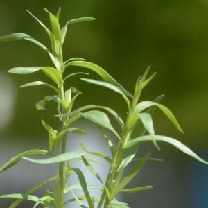 Estragon
