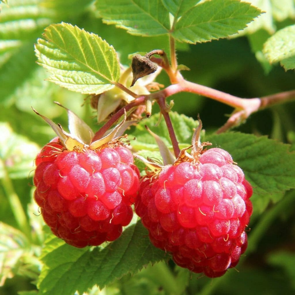 Himbeeren
