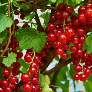 Johannisbeeren