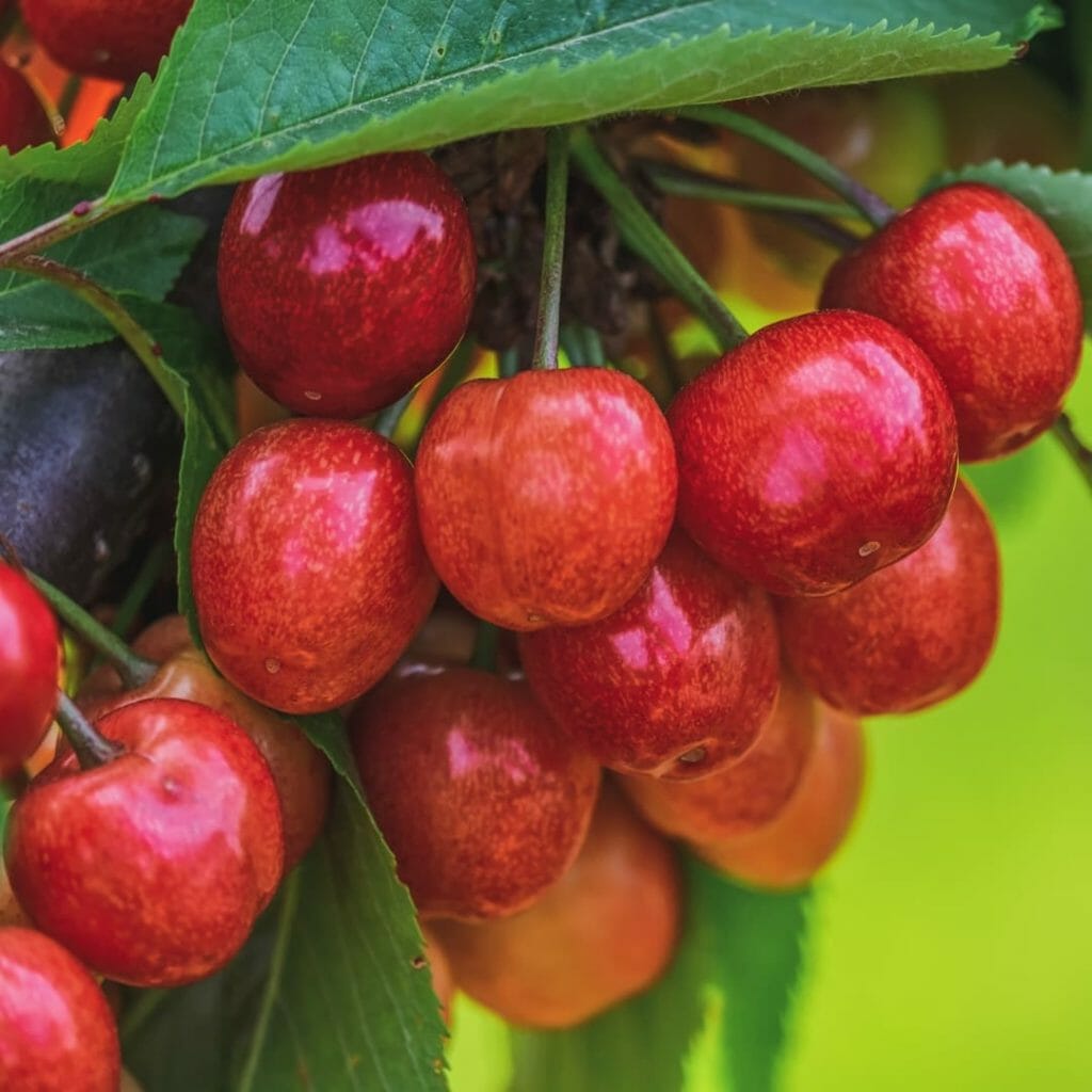 Kirschen