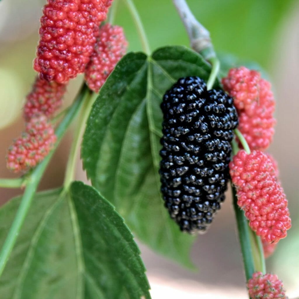 Maulbeeren