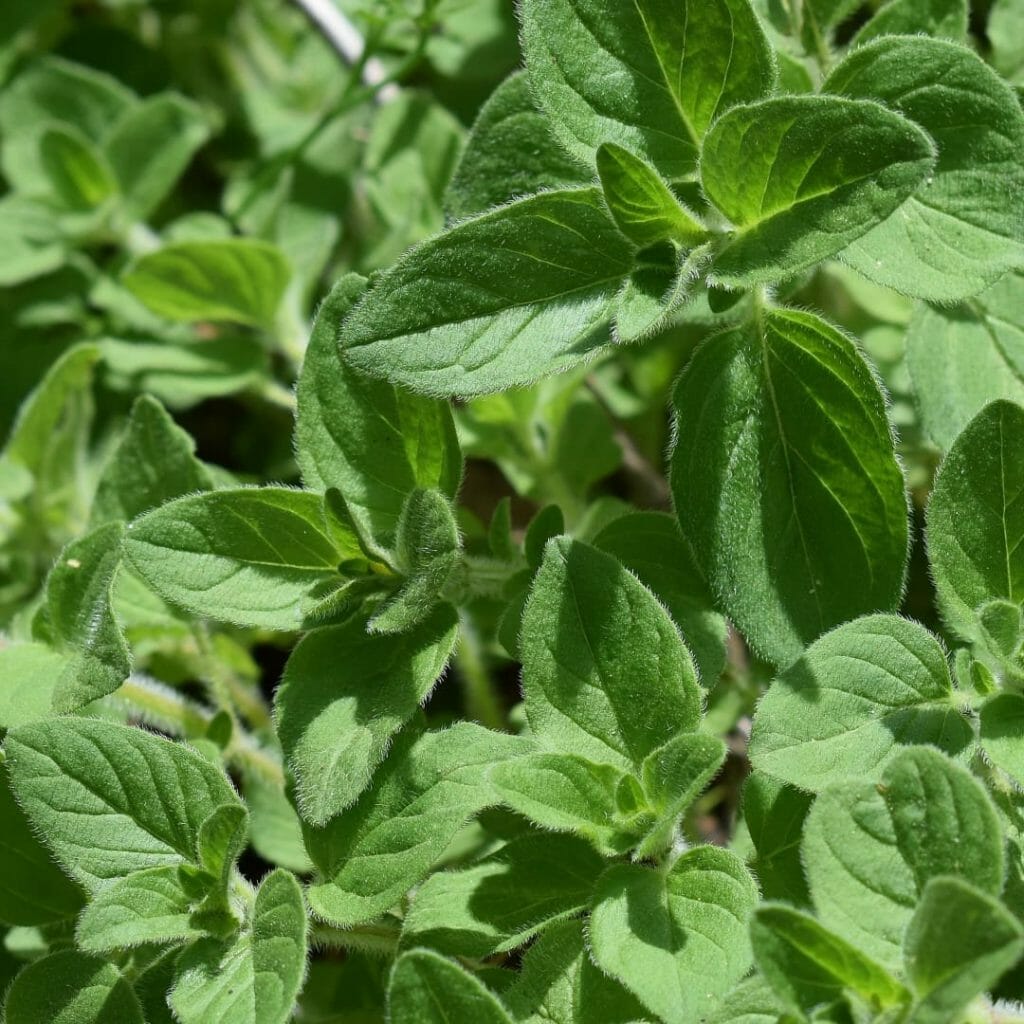 Oregano
