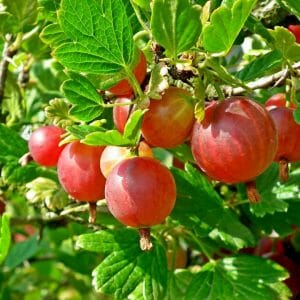 Stachelbeeren