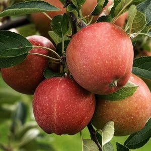 Äpfel+