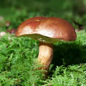 Steinpilz