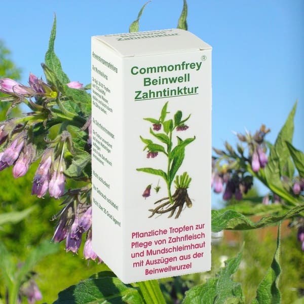 Beinwell Zahntinktur