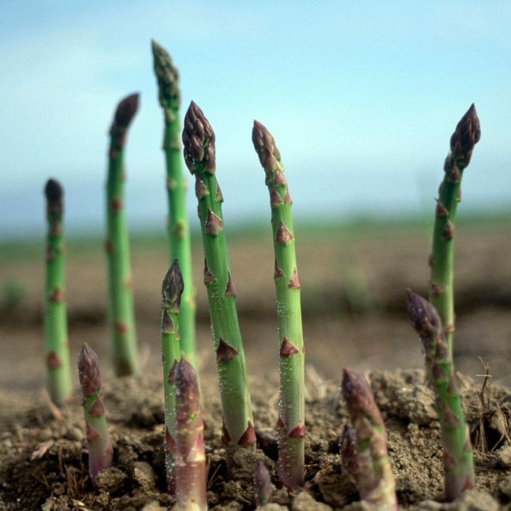 violetter Spargel ist die Ur-DNA des Spargels