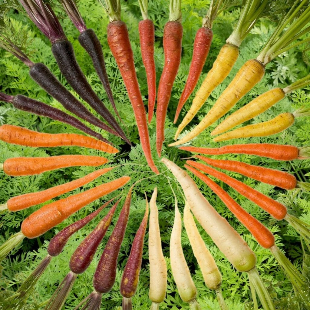 Kochshow Wissen Karotten, Möhren