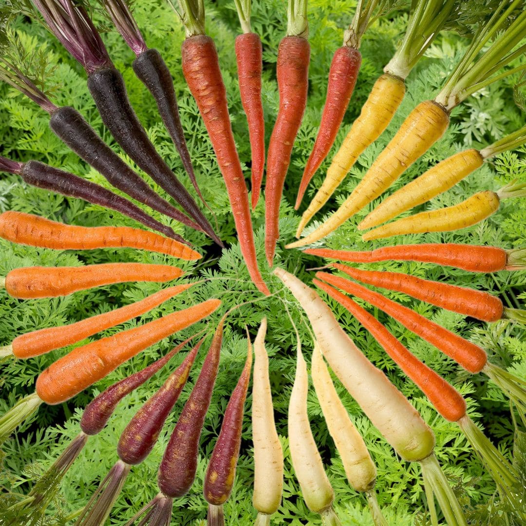 Kochshow Wissen Karotten, Möhren