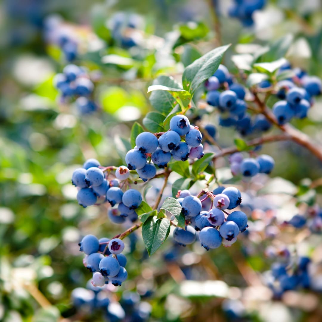 Blaubeeren Kochshow Wissen