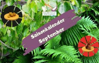 Saisonkalender September