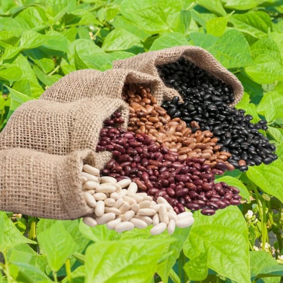 Kochshow Wissen über Bohnen