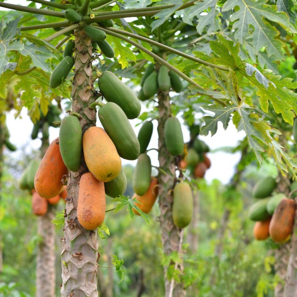 Papaya, europäische Ernte