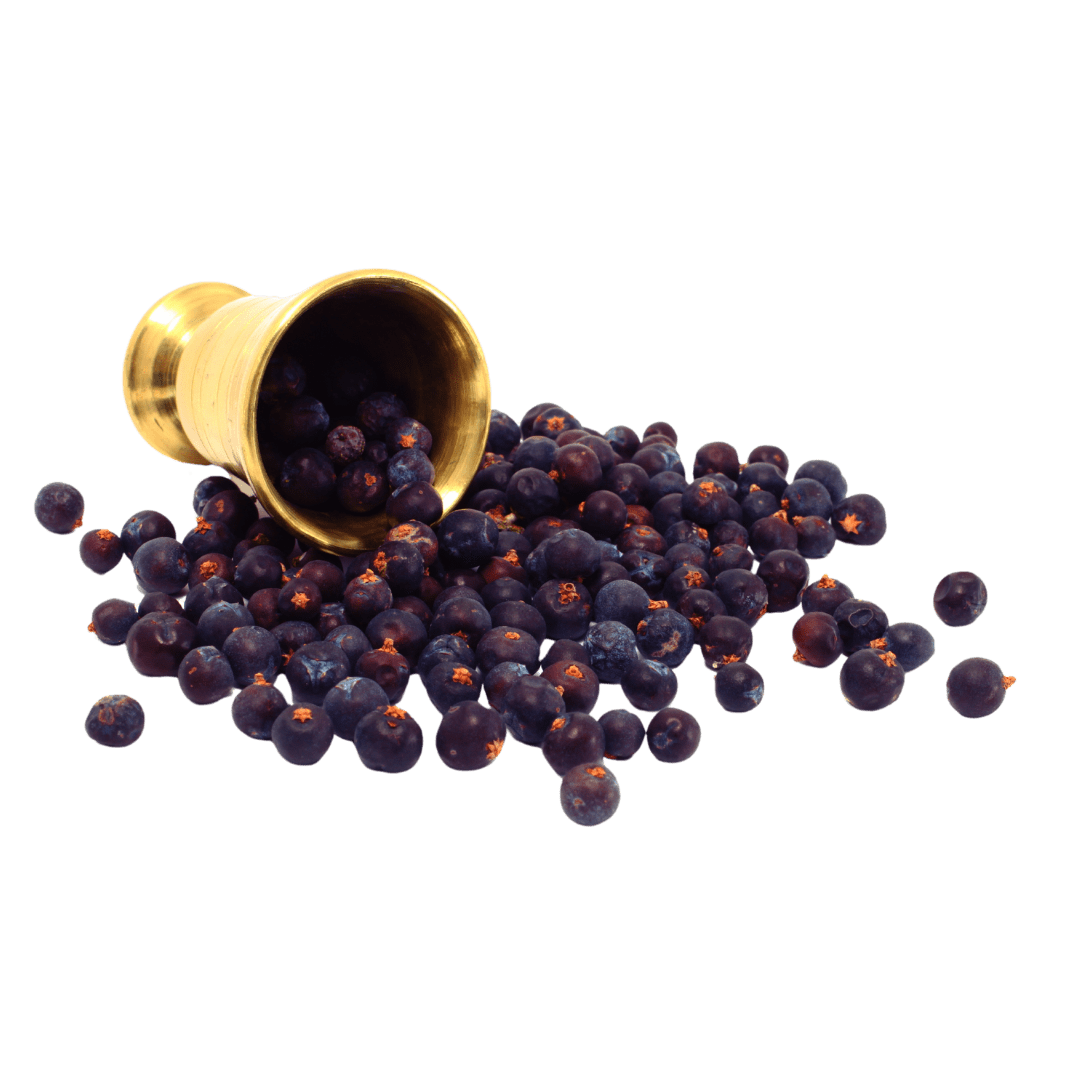 Wacholderbeeren Kochshow Wissen