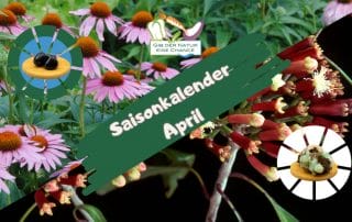 Saisonkalender April
