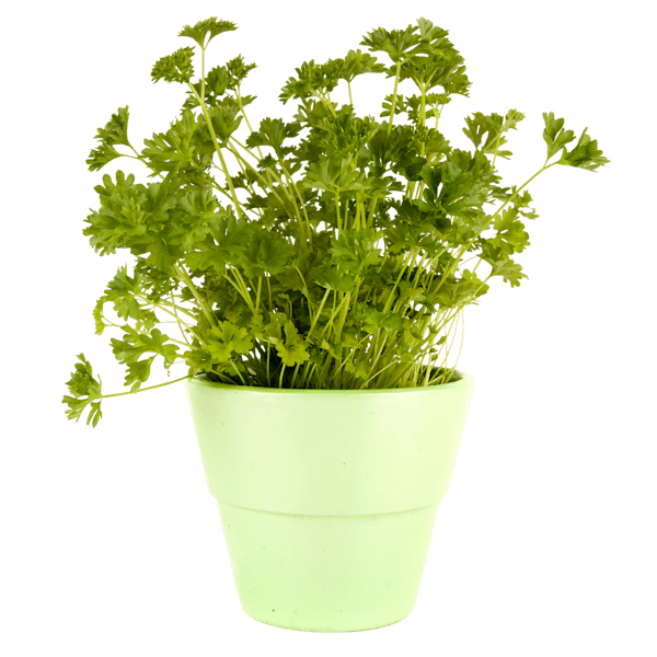 Bild Kochshow Wissen Petersilie