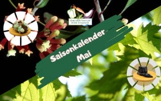 Saisonkalender Mai