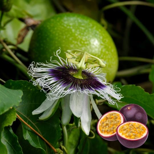 Passionsfrucht