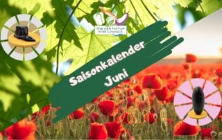 Saisonkalender Juni
