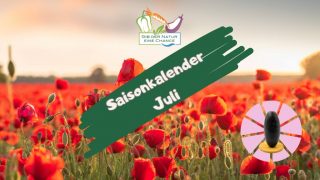Saisonkalender Juli